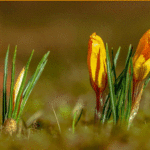 Locandina-18-marzo1-1024x585.gif